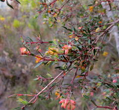 Penaea acutifolia