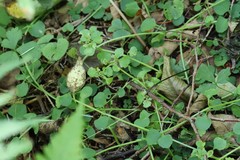 Chrysosplenium ramosum