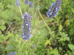 Salvia stachyoides