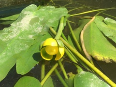 Nuphar sagittifolia