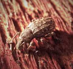 Dyslobus granicollis