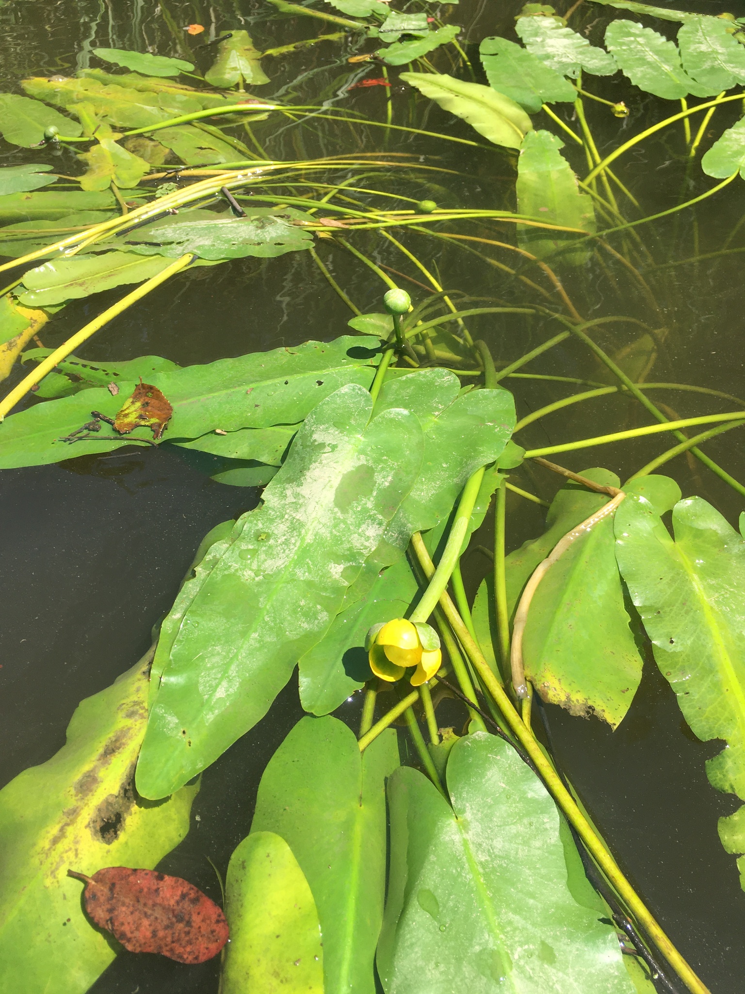 Nuphar sagittifolia