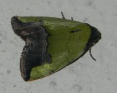 Ozarba nigroviridis