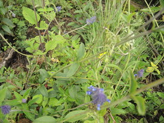 Salvia stachyoides