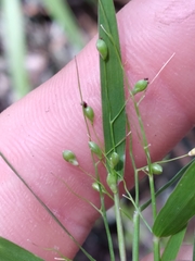 Dichanthelium patentifolium