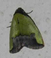 Ozarba nigroviridis