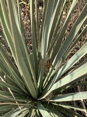 Melanoplus packardii