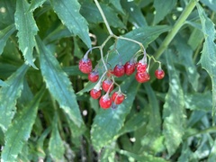 Solanum dulcamara