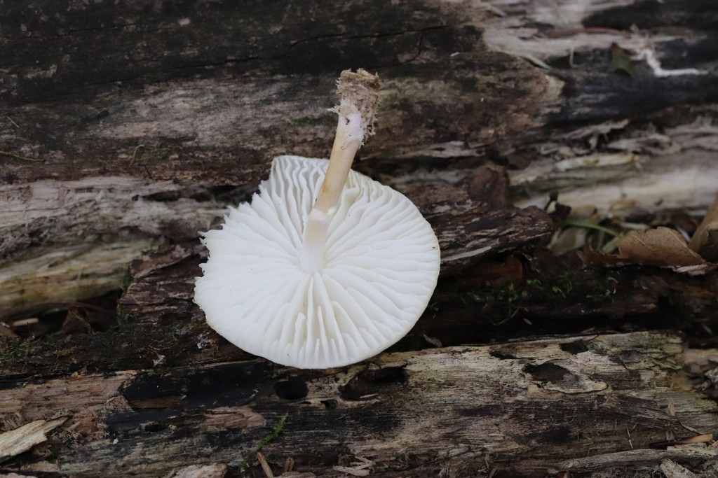Oudemansiella mucida · August 2021 · photo: © ninacourlee (iNaturalist, cc-by)