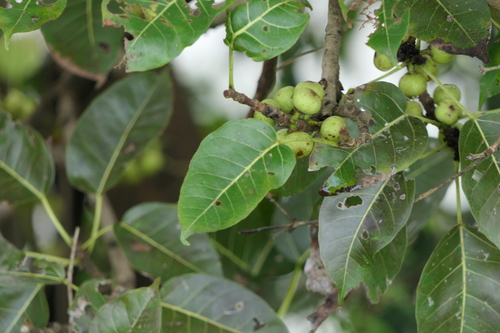 Mountain fig (Ficus virens)