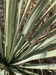 Melanoplus packardii