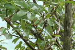 Ficus virens