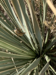 Melanoplus packardii