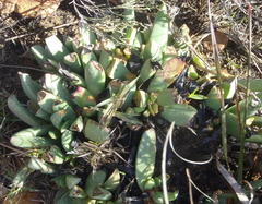 Machairophyllum albidum