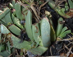 Machairophyllum albidum
