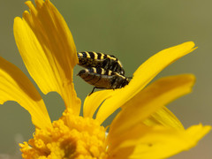 Acmaeodera alicia