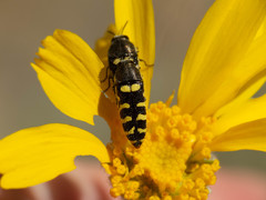 Acmaeodera alicia