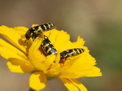 Acmaeodera alicia