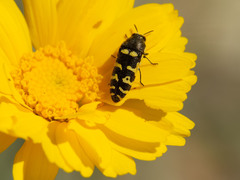 Acmaeodera alicia