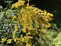 Solidago