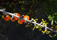 Coprosma cheesemanii