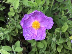 Cistus creticus eriocephalus