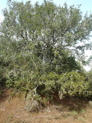 Schotia afra afra