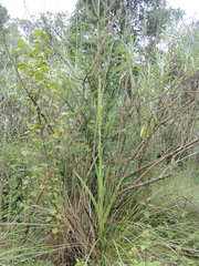 Platanthera volcanica