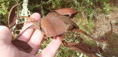Schotia afra afra
