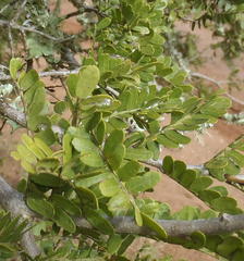Schotia afra afra