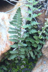 Asplenium cordatum