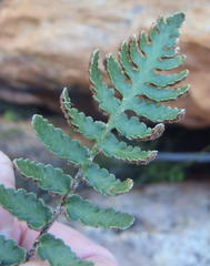 Asplenium cordatum