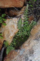 Asplenium cordatum