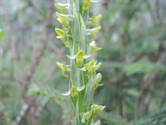 Platanthera volcanica