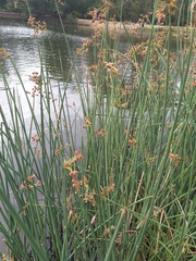 Schoenoplectus lacustris