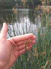 Schoenoplectus lacustris