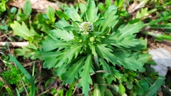 Acicarpha tribuloides