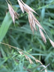 Bromus latiglumis