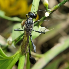 Eremnophila aureonotata