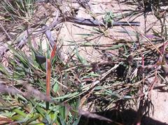 Eragrostis sarmentosa