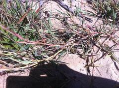 Eragrostis sarmentosa