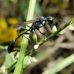 Eremnophila aureonotata