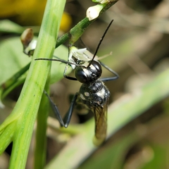 Eremnophila aureonotata