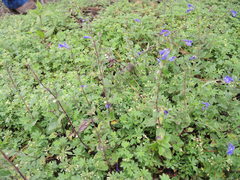 Scutellaria hispidula