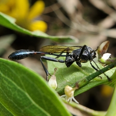 Eremnophila aureonotata