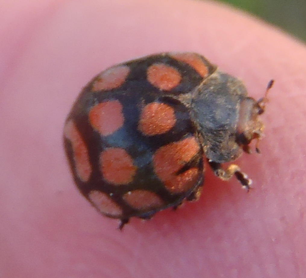 Solanophila canina
