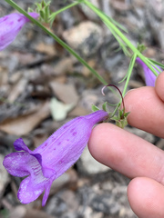 Penstemon stenophyllus