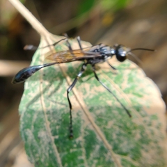 Eremnophila aureonotata