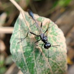 Eremnophila aureonotata