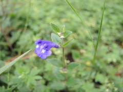 Scutellaria hispidula